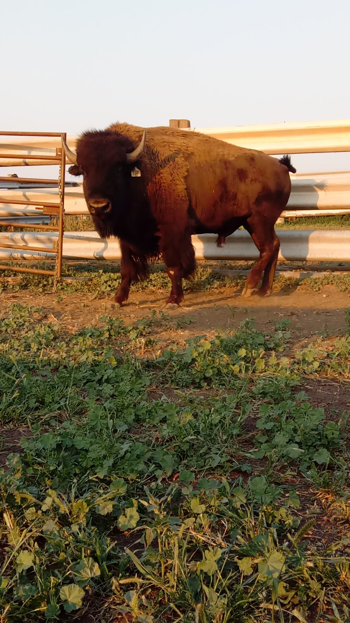 Bar 33 Ranch Bison Auction for Campaign Honoring the Legacy